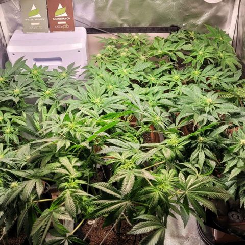 White Widow growlog timeline photo