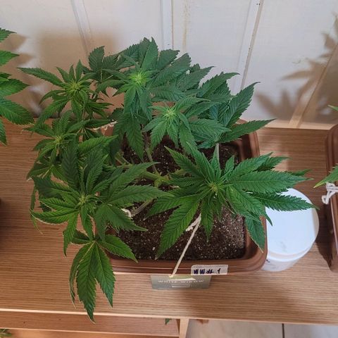 White Widow growlog timeline photo