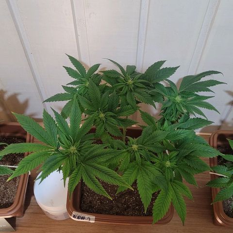 White Widow growlog timeline photo