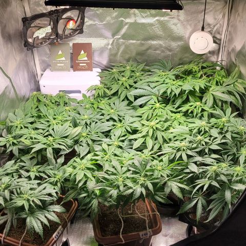 White Widow growlog timeline photo
