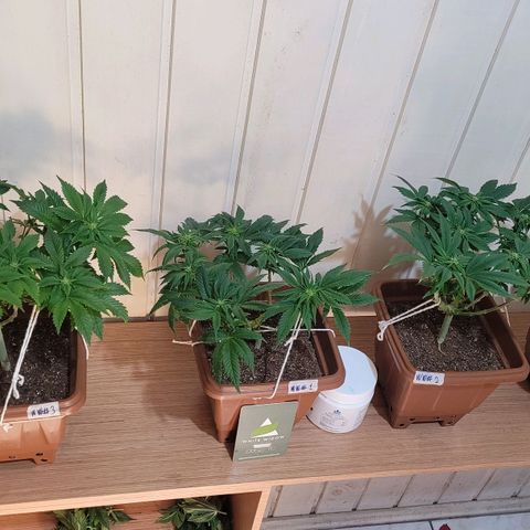 White Widow growlog timeline photo
