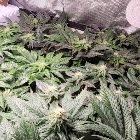 White Widow growlog timeline photo
