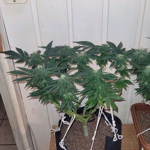 AK 47 growlog timeline photo