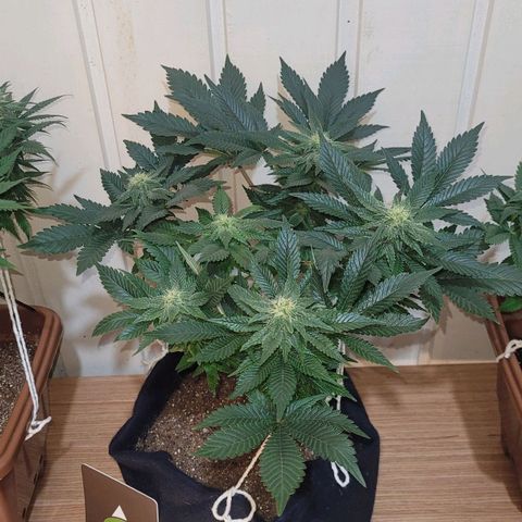 AK 47 growlog timeline photo