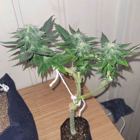 AK 47 growlog timeline photo