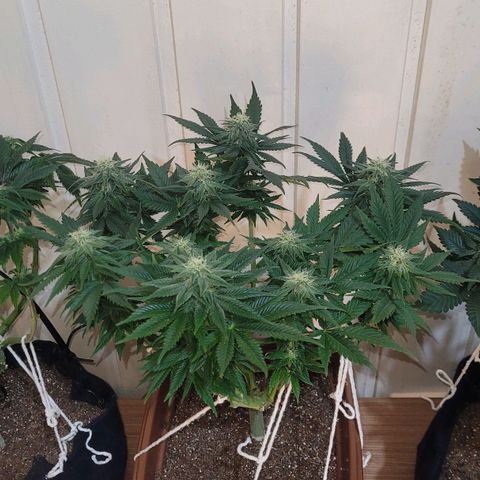 AK 47 growlog timeline photo