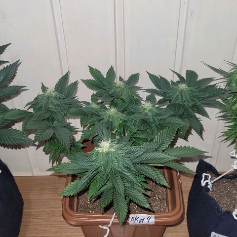 AK 47 growlog timeline photo