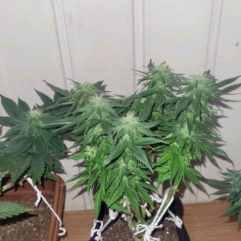 AK 47 growlog timeline photo