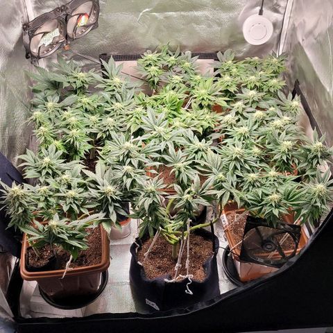 AK 47 growlog timeline photo