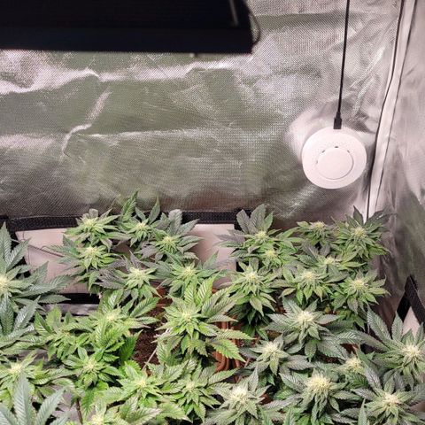 White Widow growlog timeline photo