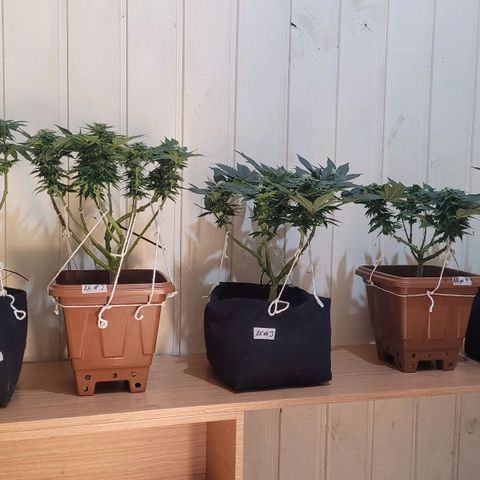 AK 47 growlog timeline photo