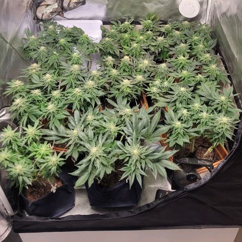 White Widow growlog timeline photo