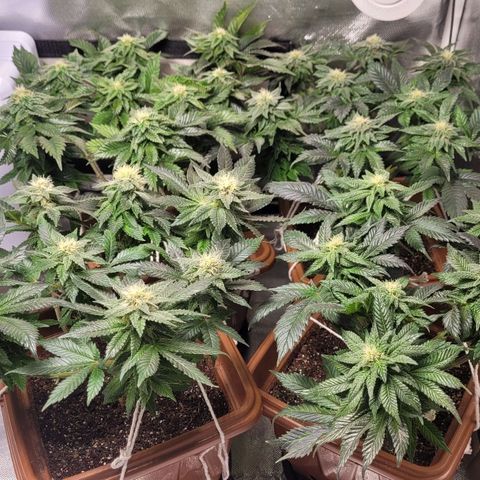 White Widow growlog timeline photo