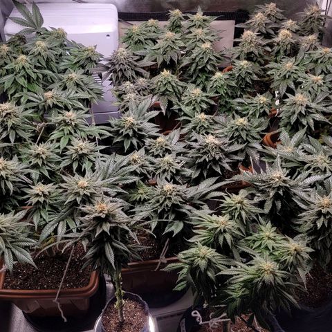 White Widow growlog timeline photo