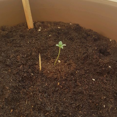 Gloria growlog timeline photo