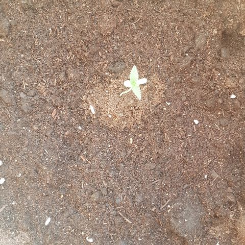 Gloria growlog timeline photo
