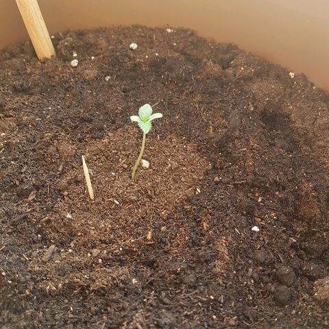 Gloria growlog timeline photo