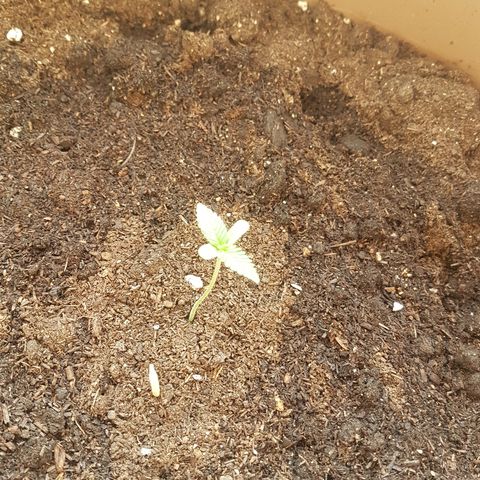 Gloria growlog timeline photo