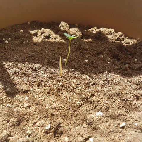 Gloria growlog photo: Leaves 3 and 4 starting to show