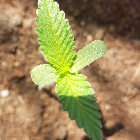 Gloria growlog photo: Leaves 3 and 4 starting to show