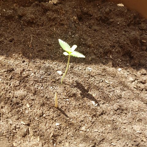 Gloria growlog photo: Leaves 3 and 4 starting to show