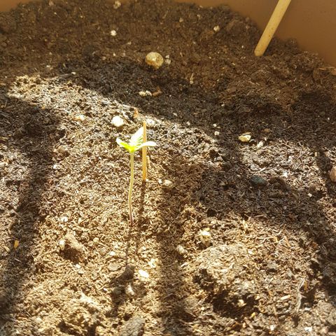 Aprhodite growlog timeline photo