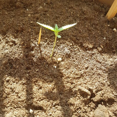 Gloria growlog timeline photo