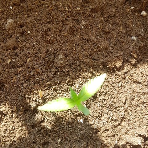Gloria growlog timeline photo
