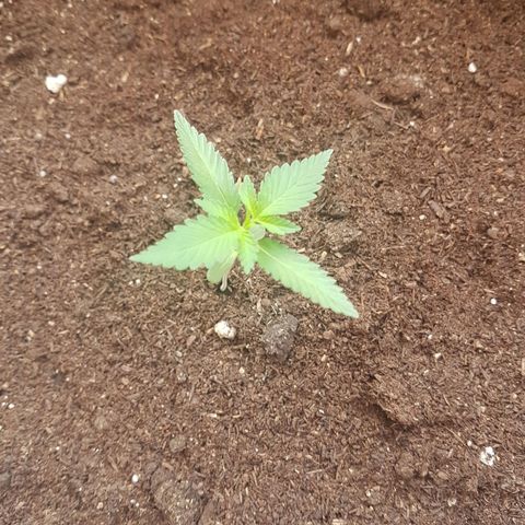 Gloria growlog timeline photo