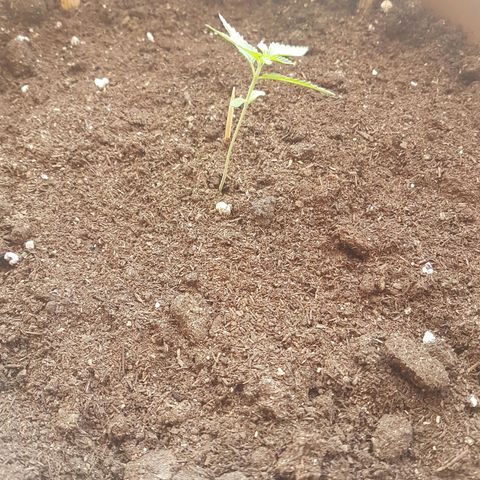 Gloria growlog timeline photo