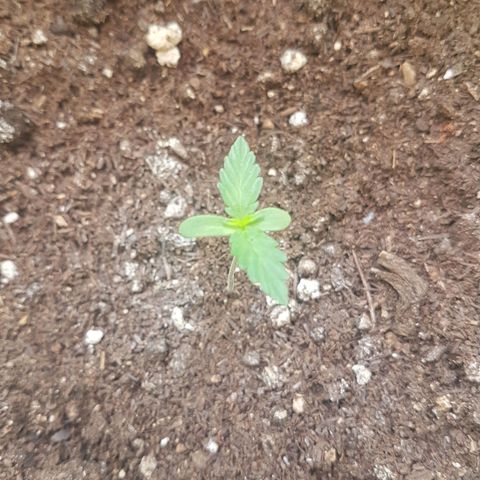 Athena growlog timeline photo