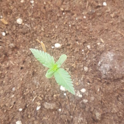 Aprhodite growlog photo: Leaves 3 and 4 forming