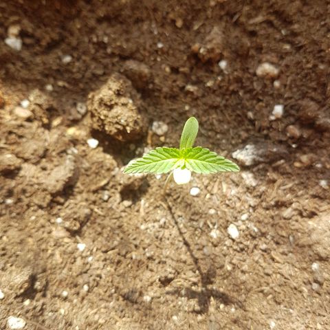 Venus growlog timeline photo