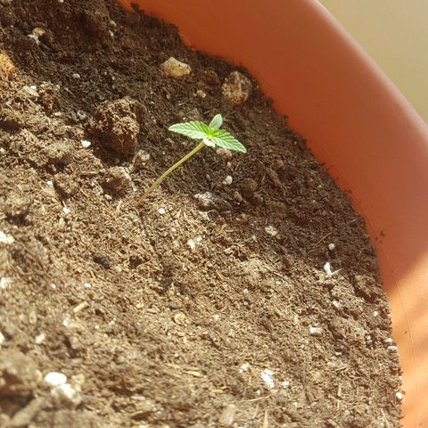 Venus growlog timeline photo