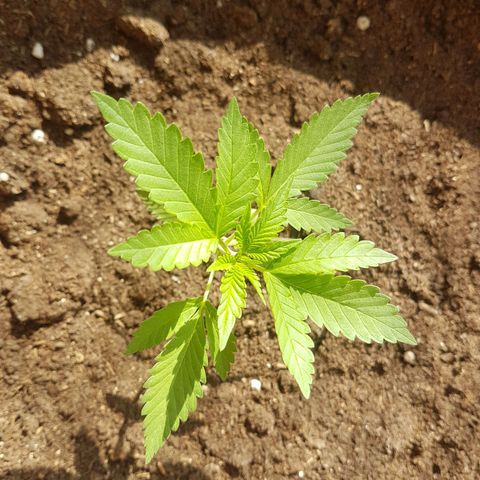 Gloria growlog photo: Forced LST due to wind