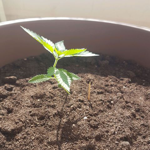 Gloria growlog photo: Forced LST due to wind