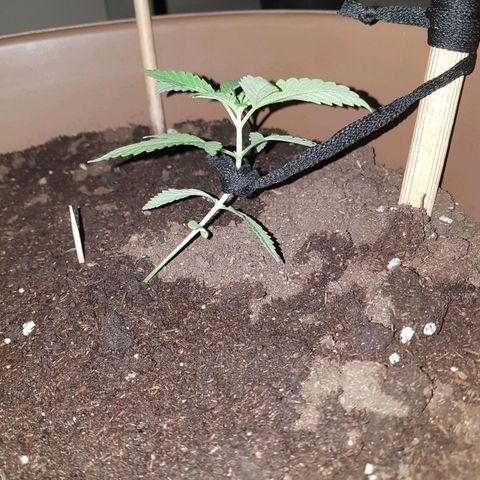 Gloria growlog timeline photo