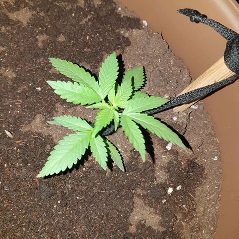 Gloria growlog timeline photo