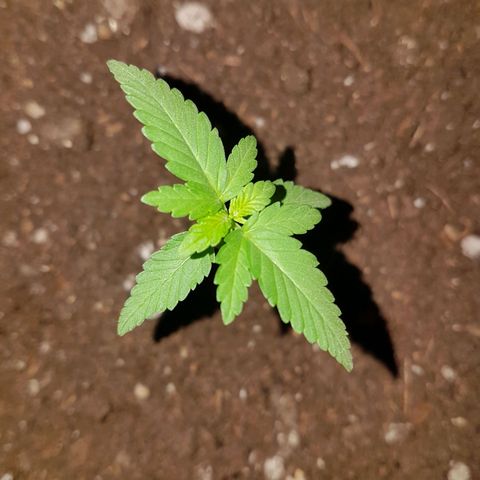 Venus growlog timeline photo