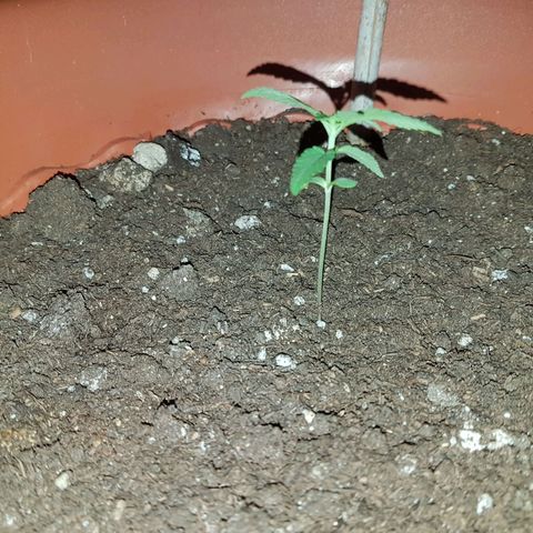 Venus growlog timeline photo