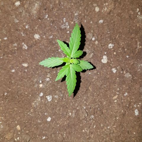 Athena growlog timeline photo
