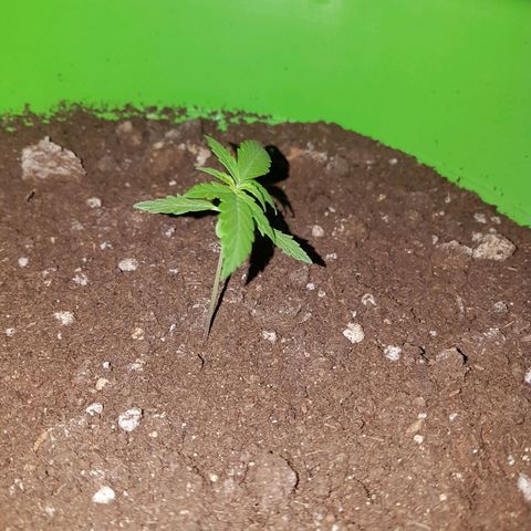 Athena growlog timeline photo