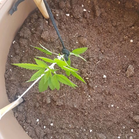 Gloria growlog timeline photo