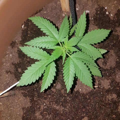 Gloria growlog timeline photo
