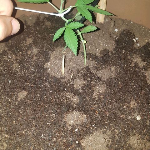 Gloria growlog timeline photo