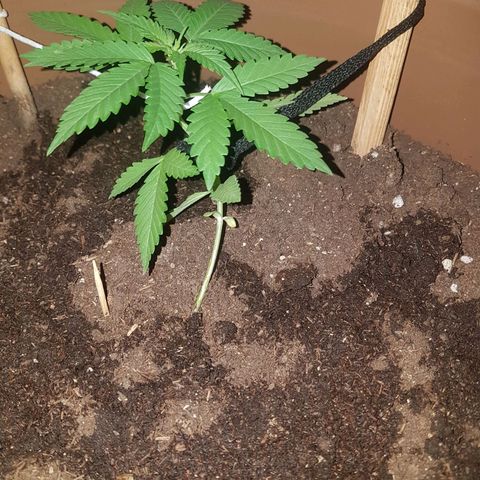 Gloria growlog timeline photo