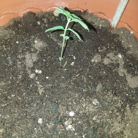 Venus growlog timeline photo