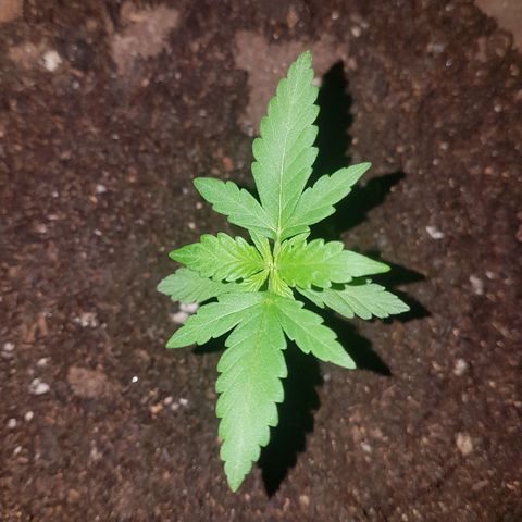 Athena growlog timeline photo