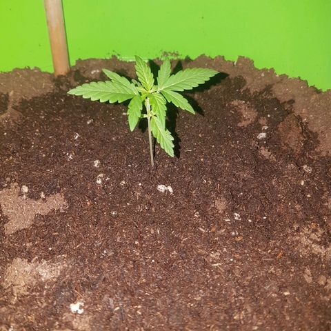 Athena growlog timeline photo