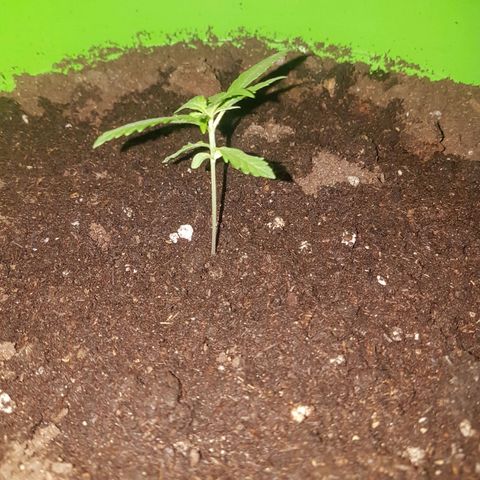 Athena growlog timeline photo